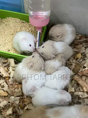 Baby Syrian Hamster