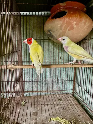 Gouldian Finch Running Pair
