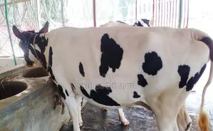 ১২৪৫ নং নিঃসন্ধেহে ভালো জাতের বকনা ।