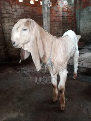 তোতাপুরী ক্রস পাঠা বাচ্চা সহ ছাগী