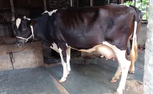 ১৪৩২ নং বেশী দুধের গাভী কিনুন পোষার জন্য ।
