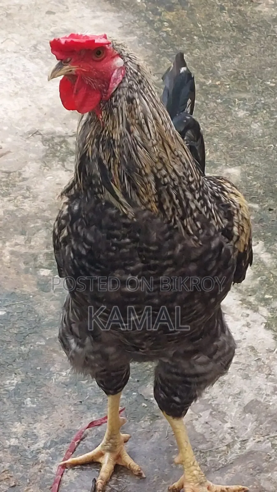 দেশী মোরগ বিক্রি হবে