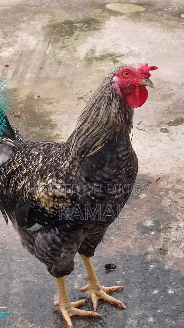 দেশী মোরগ বিক্রি হবে