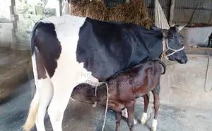 ১৪৩৩ নং ভালো জাতের গাভী ।