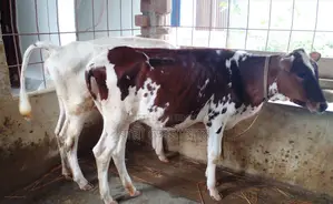 উন্নত জাতের ২টি বকনা বিক্রয় হবে।(১৪৩৪নং)