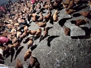 একহাজার সোনালী মুরগী বিক্রি করবো।