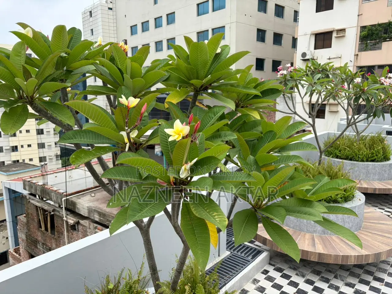 3-bedroom Apartment in Paramount Residences, Dhanmondi for Rent