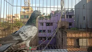 বেজি কবুতর