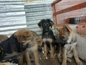 1-3 Months Male Purebred German Shepherd