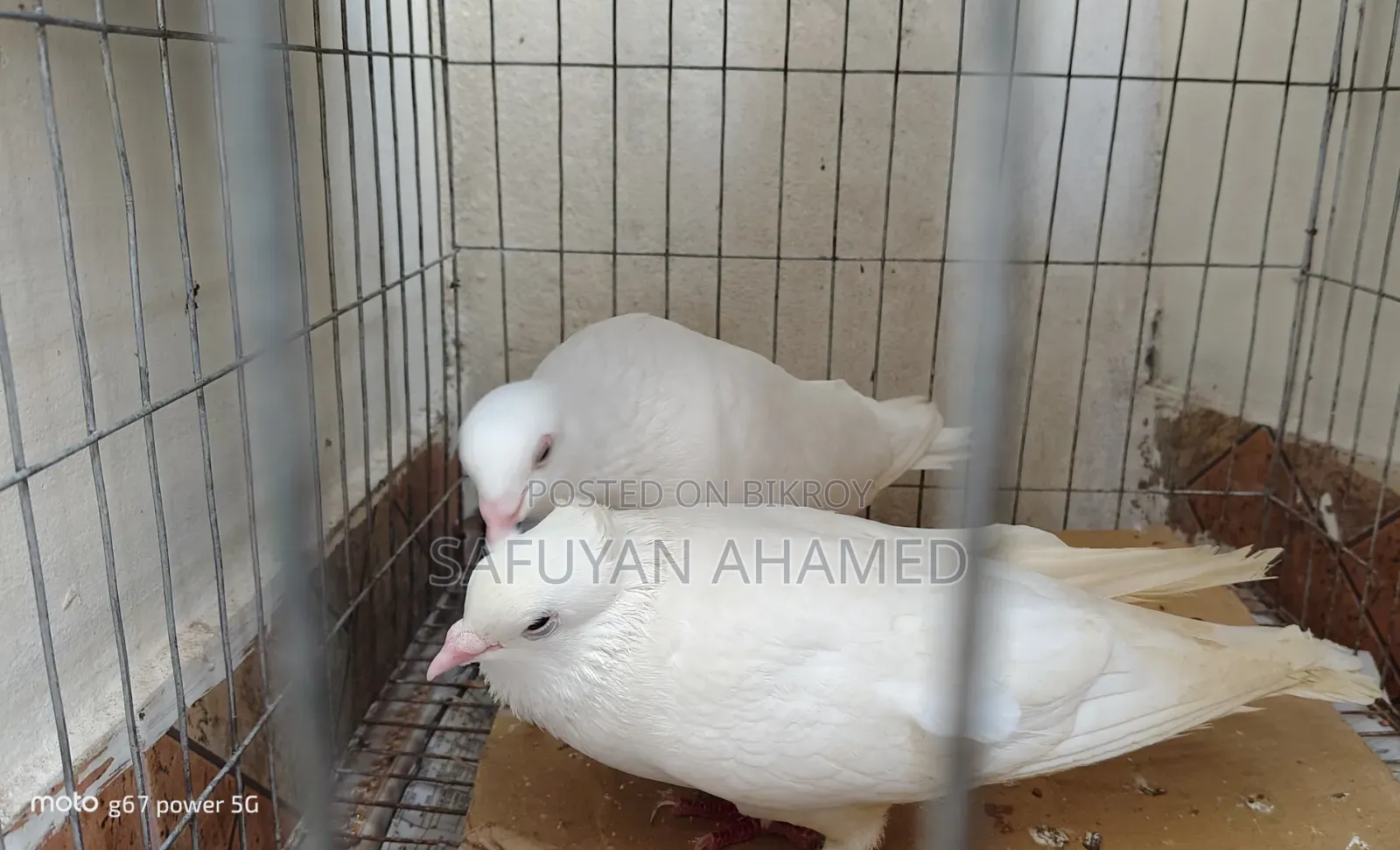 Kagoji Pigeon
