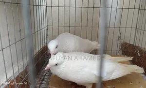 কাগজী কবুতর