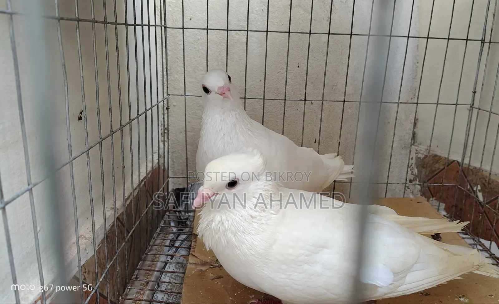 Kagoji Pigeon
