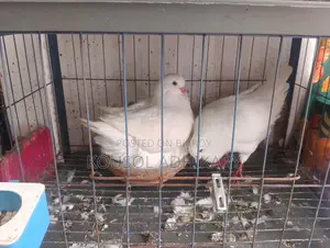 কিং কবুতর বিক্রি করা হবে।
