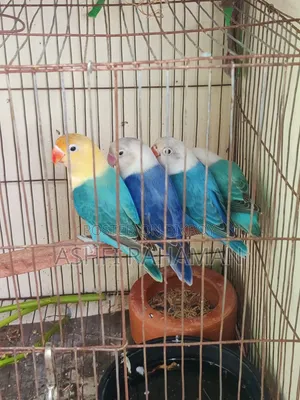 লাভবার্ড বেবি জোড়া বিক্রির জন্য