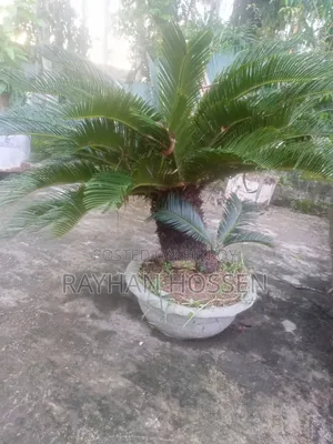 সাইকাস গাছ