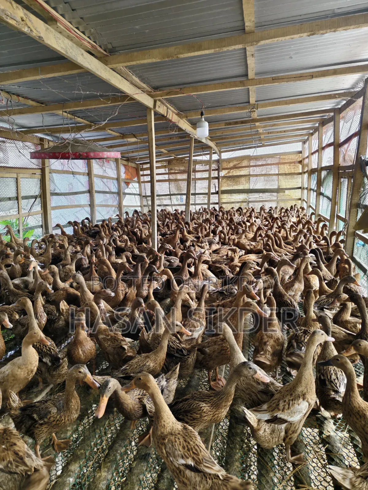 Pure Authentic Campbell Ducks