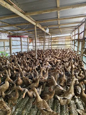 Pure Authentic Campbell Ducks