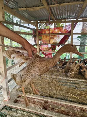 Pure Authentic Campbell Ducks