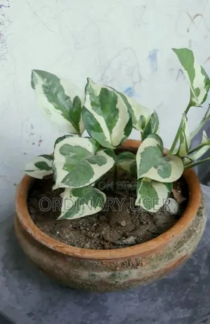 মার্ভেল প্যাথোস