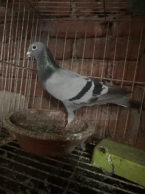 রেসার নর কবুতর