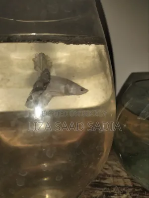 ফিশ অ্যান্ড অ্যাকোয়ারিয়াম স্টোর বাই সাদ