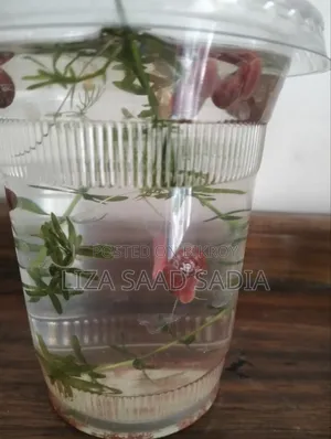 Red Ramshorn Snail 5 Pcs