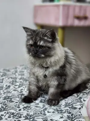 3-6 Months Male Purebred Persian