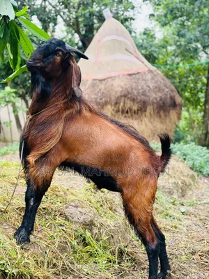 **আকর্ষণীয় তামাটে লাল ও কালো ছাগল বিক্রয়!**