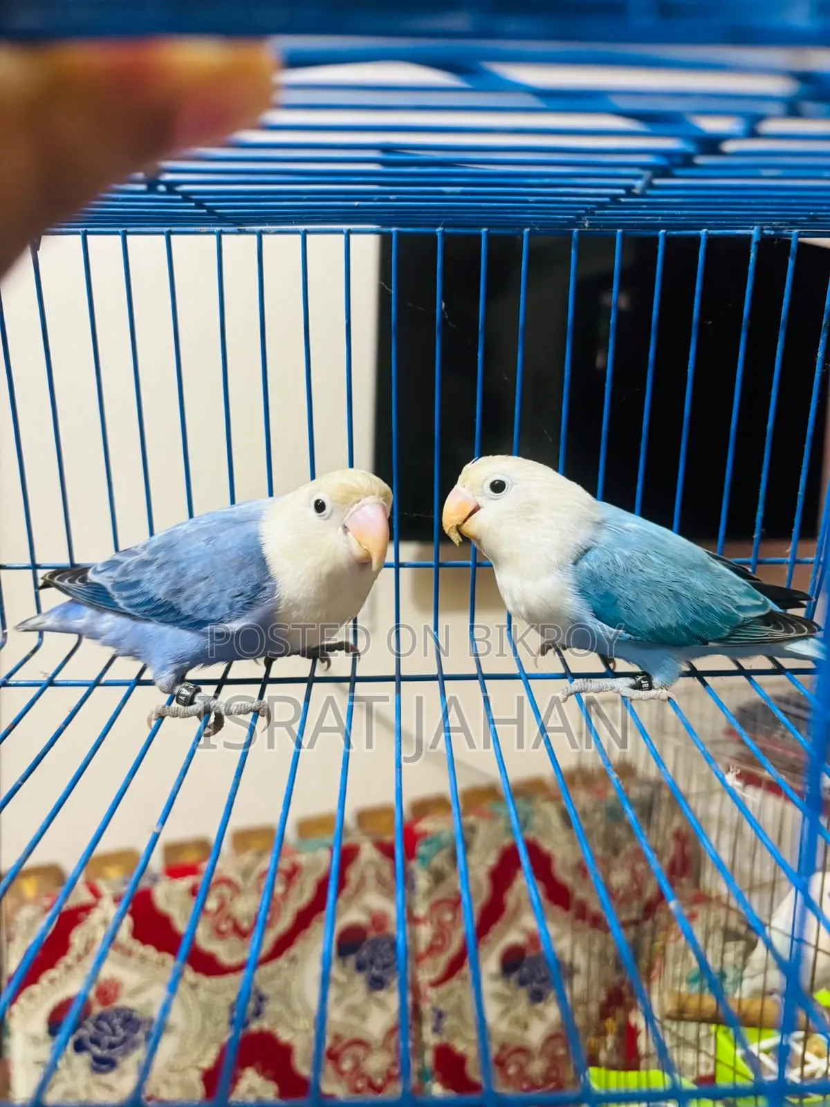 Lovebird Pair