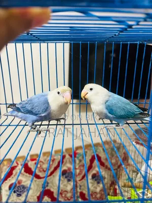 Lovebird Pair