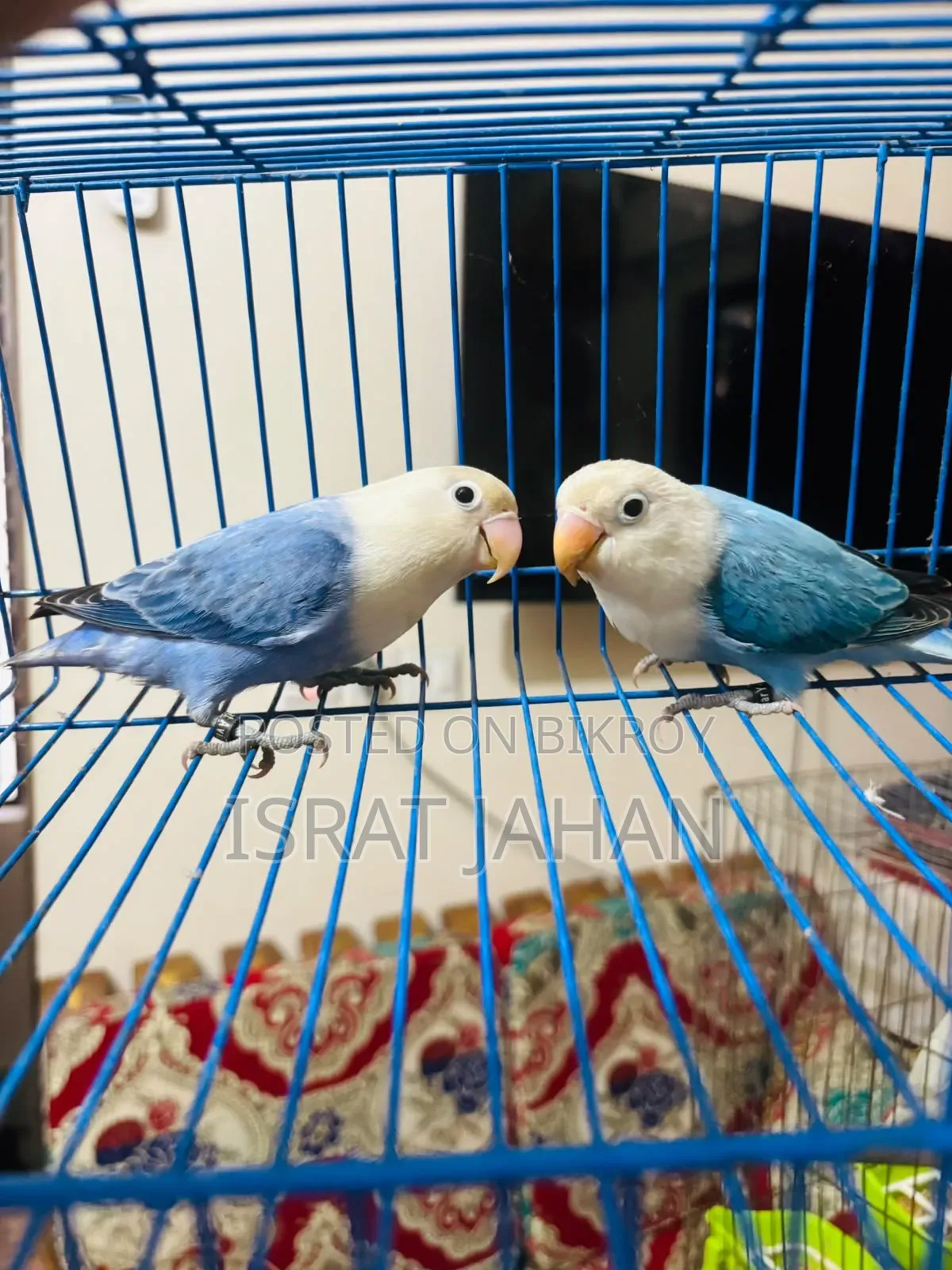 Lovebird Pair