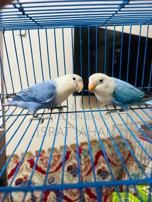 Lovebird Pair