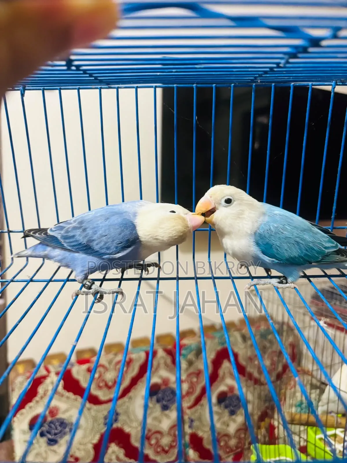 Lovebird Pair