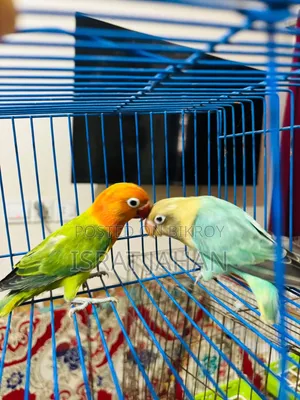 Lovebird Pair