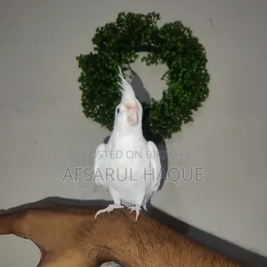 Albino Cockatiel