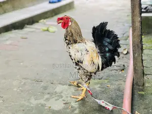 ঝুটি ওয়ালা দেশি মোরোগ বিক্রি হবে