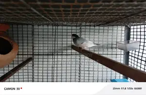 জাভা পাখি ( মাস্টার পেয়ার)