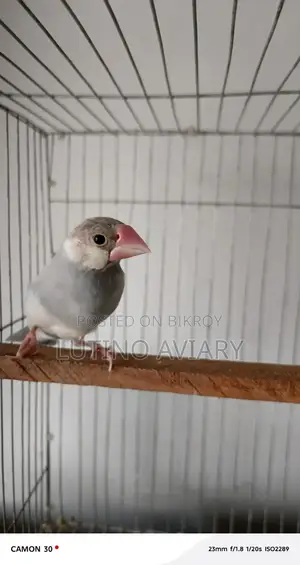 জাভা পাখি ( মাস্টার পেয়ার)