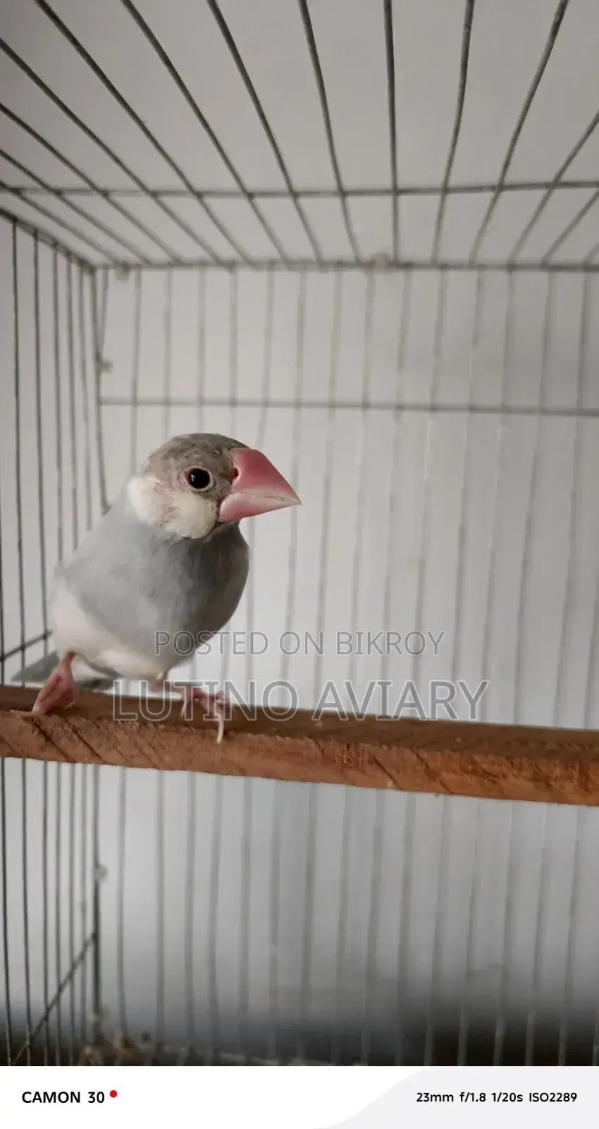 জাভা পাখি ( মাস্টার পেয়ার)