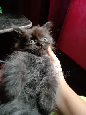 1-3 Months Female Purebred Persian