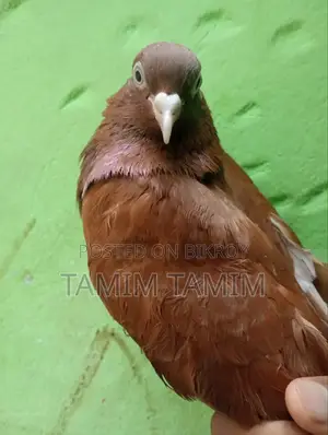 Red Sundari Racing Pigeon