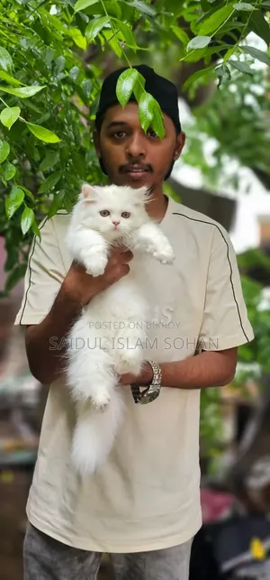 1-3 Months Female Purebred Persian