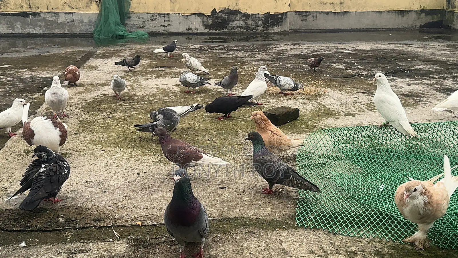 Mashallah Running Pigeons