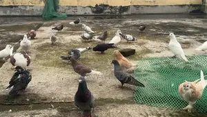 Mashallah Running Pigeons