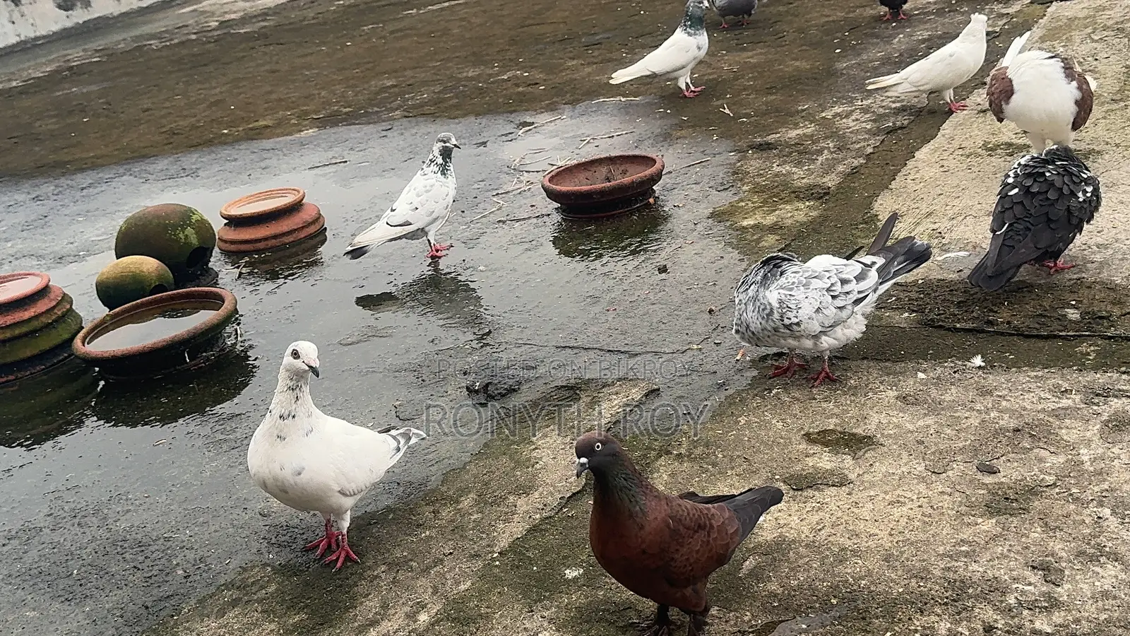Mashallah Running Pigeons