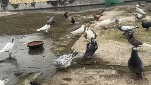 Mashallah Running Pigeons