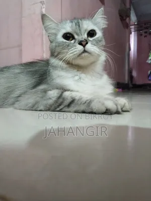 6-12 Months Female Purebred Maine Coon