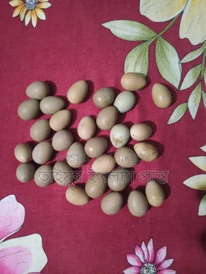 কিং কোয়েল পাখির বীজ ডিম