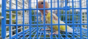 Love Bird Baby