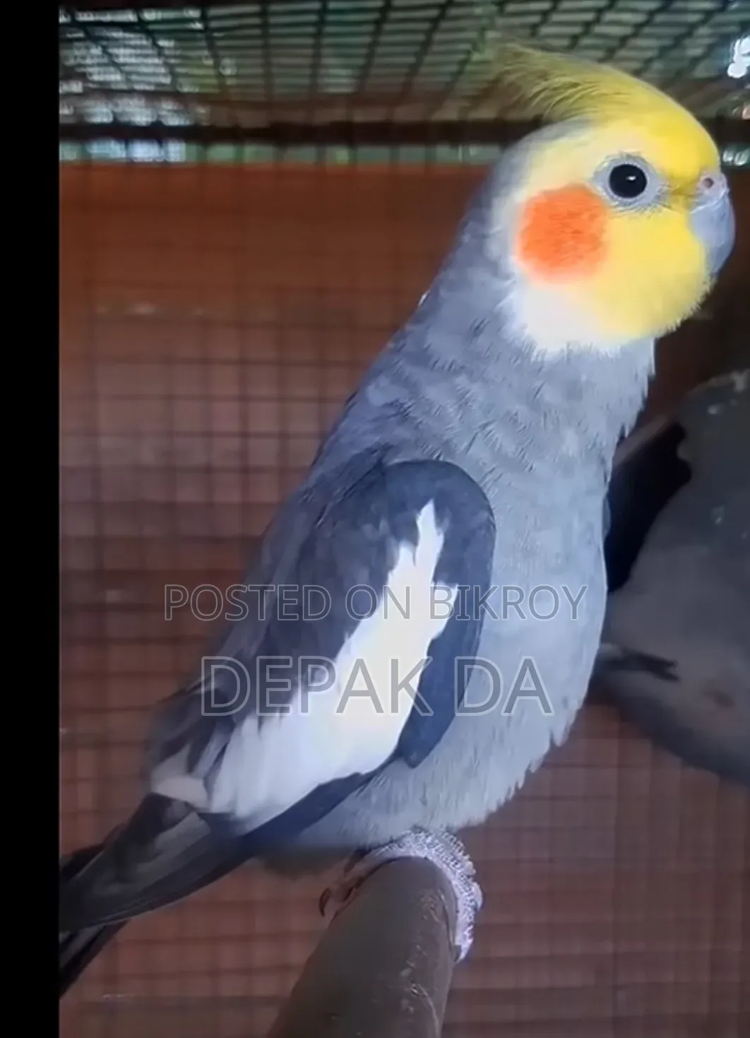 প্রাপ্তবয়স্ক পুরুষ ককাটেল পাখি